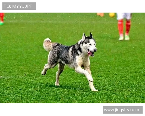 狗子化身足球明星的精彩瞬间集锦让你乐享不停的搞笑视频